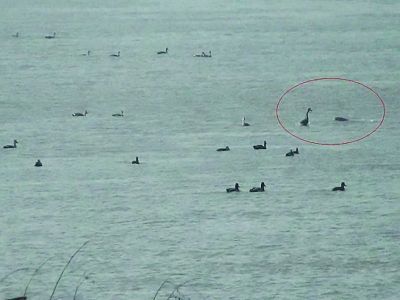 南京一市民江邊追拍江豚7年 常一守一整天(圖) 南京一市民江邊追拍江豚7年 常一守一整天(圖)