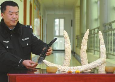 1月5日，辦案民警展示擋獲的犀牛角、盔犀鳥頭、象牙制品。