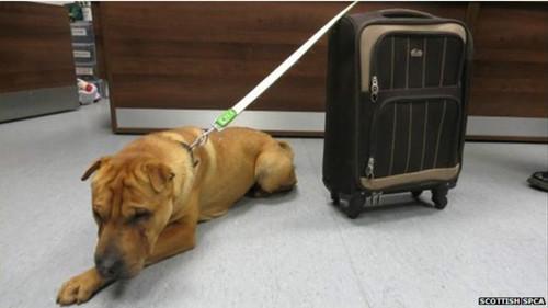 這只雄性的雜交沙皮犬被連同行李箱被拴在火車(chē)站外的欄桿上。