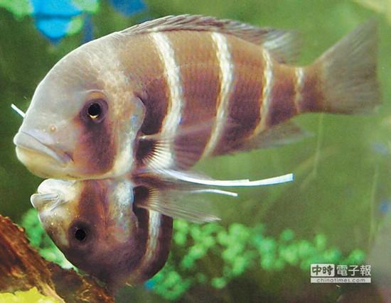 這對連體魚上面的哥哥體型較大，約是下面弟弟的2倍