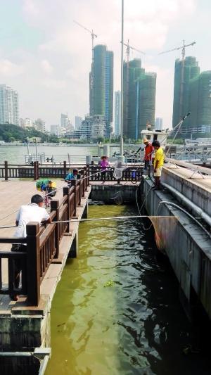 一群人正在打撈放生的龜、魚等。信息時(shí)報(bào)記者 陳文杰 攝