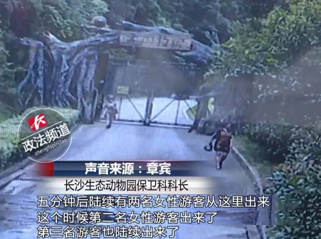 2女1男為逃票翻墻進(jìn)動(dòng)物園 落地時(shí)周?chē)玖?只虎