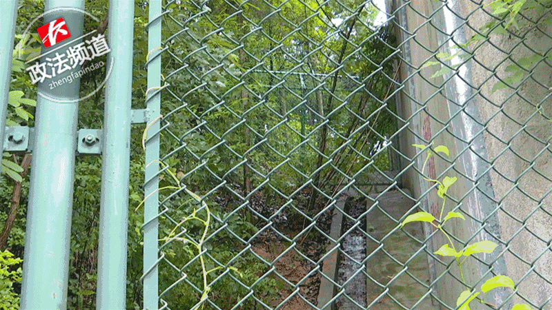 2女1男為逃票翻墻進(jìn)動(dòng)物園 落地時(shí)周?chē)玖?只虎