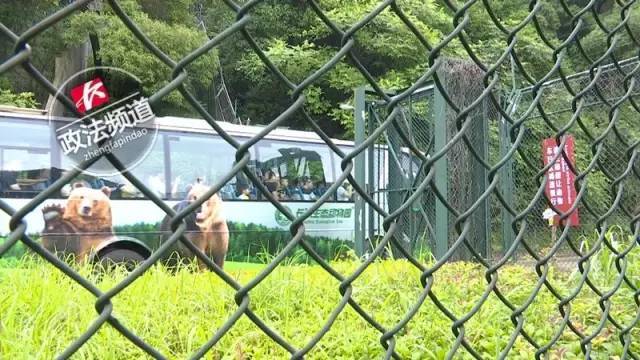 2女1男為逃票翻墻進(jìn)動(dòng)物園 落地時(shí)周?chē)玖?只虎