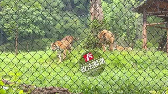2女1男為逃票翻墻進(jìn)動(dòng)物園 落地時(shí)周?chē)玖?只虎