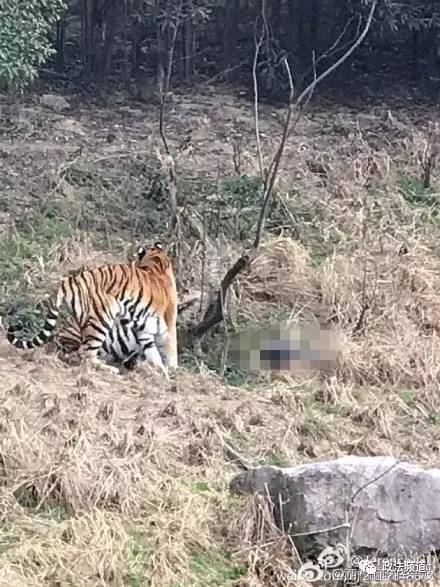 2女1男為逃票翻墻進(jìn)動(dòng)物園 落地時(shí)周?chē)玖?只虎