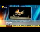 雄雞靚照催生優(yōu)質(zhì)蛋？看臉世界讓人心碎
