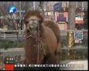 駱駝肉當(dāng)街叫賣合法？