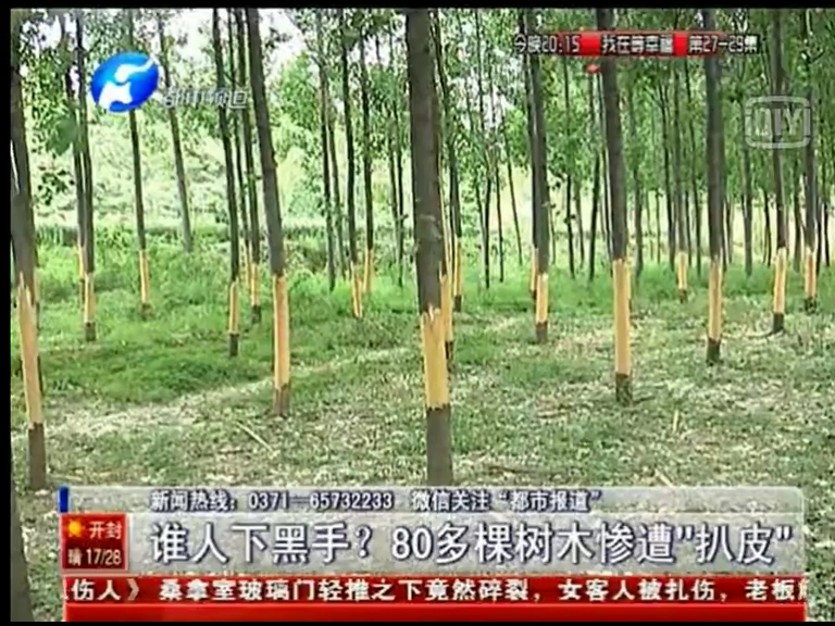 80多棵樹被“扒皮” 誰痛下黑手？