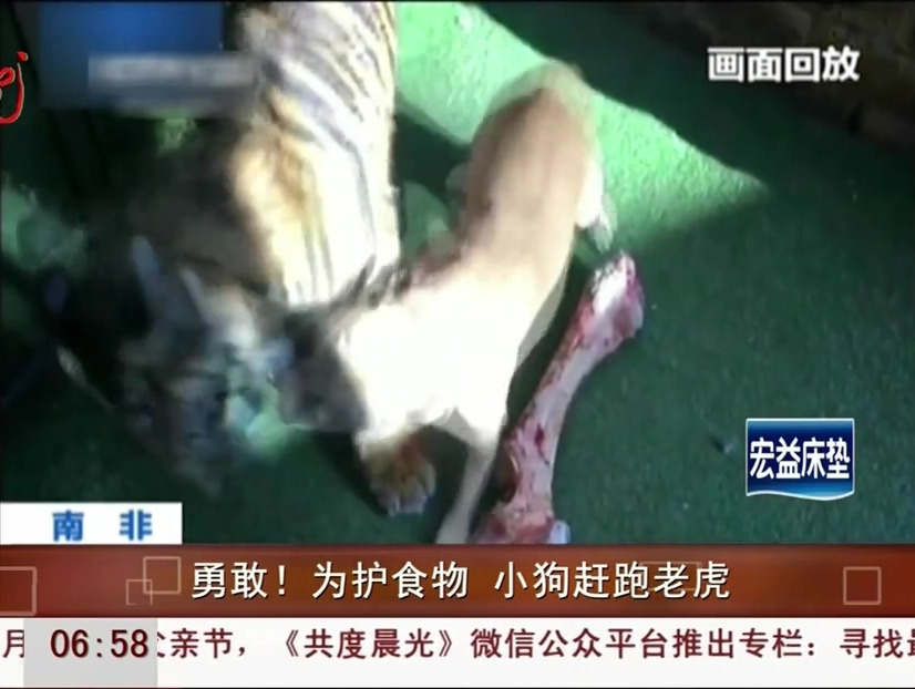 勇敢！為護(hù)食物 小狗趕跑老虎