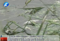 誰玷污了須水河的“清白”？