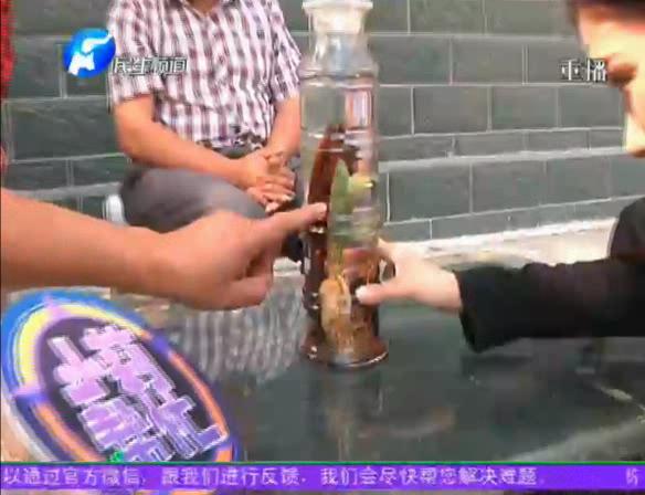 神奇！泡酒人參發(fā)芽長(zhǎng)樹葉