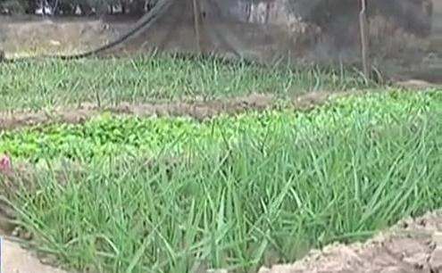 生態(tài)廊道變菜園 誰(shuí)干的？