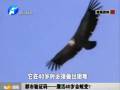 鷹活40歲會蛻變？