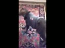 醉酒的貓咪回到家后各種搞笑！