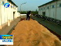 河南：確定1005個小麥?zhǔn)諆禳c(diǎn)