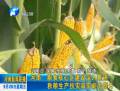 河南：秋糧生產(chǎn)抗災減災能力提升
