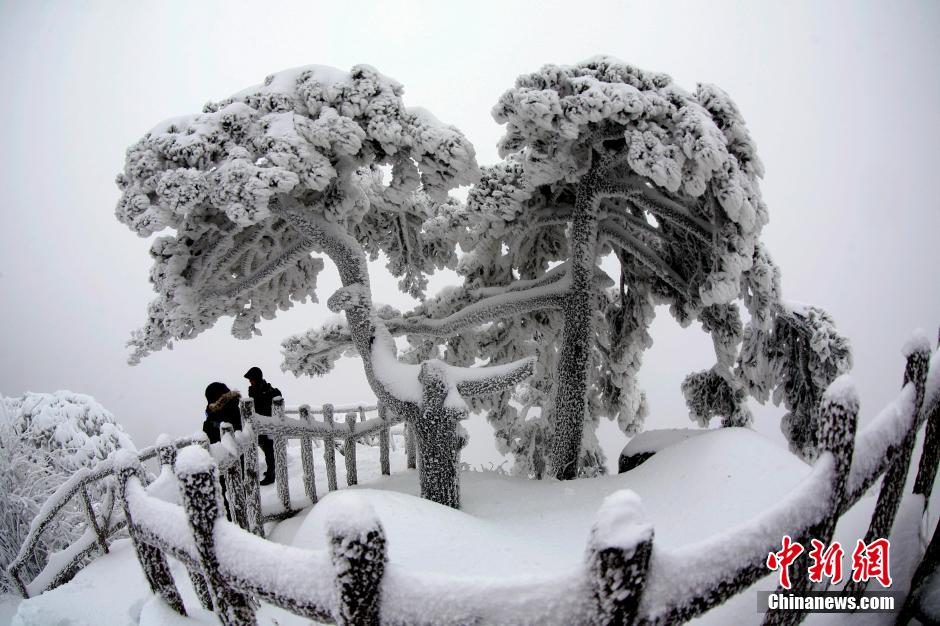12月18日，雪后的安徽黃山風景區(qū)出現(xiàn)了大面積雪凇美景，銀裝素裹，玉樹瓊枝，游人置身其間，如醉如癡。