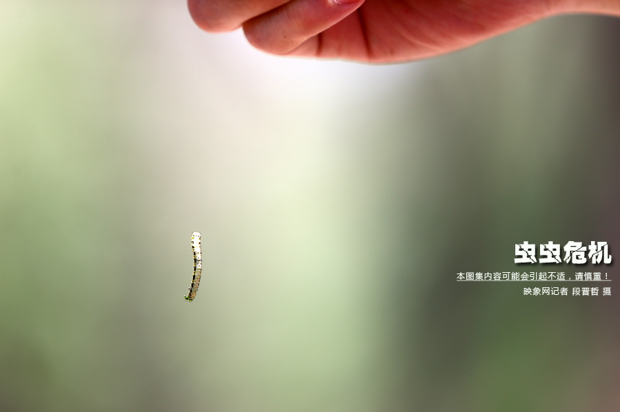 當(dāng)小蟲子從樹上垂絲而下懸在半空中時(shí)，給路上的行人帶來諸多不便